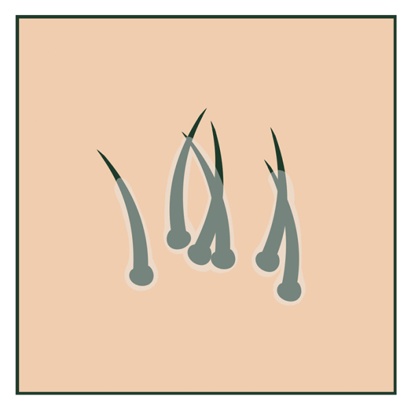 Sage Medical Hair Transplant Procedure - roots