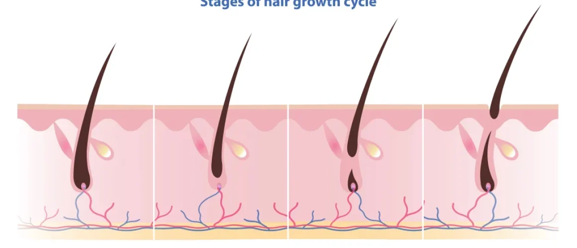 What Are the 4 Stages of the Hair Growth Cycle